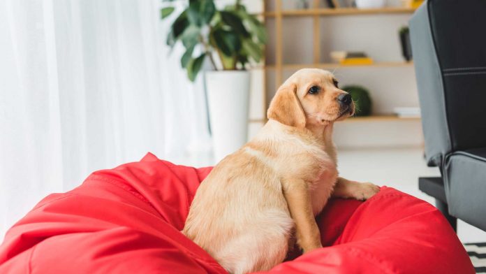 Tips-to-Get-the-Right-Pup-for-Your-Family-on-ezGuestPost